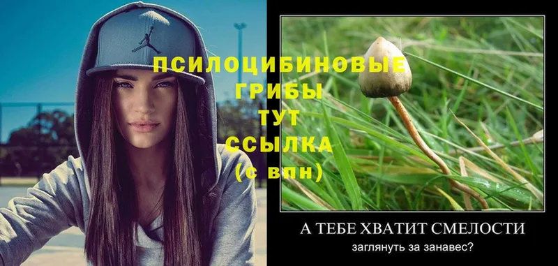 Псилоцибиновые грибы MAGIC MUSHROOMS  Кинешма 